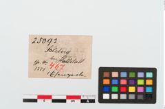 Etiketten zu Eisenperle (NHMW-PRAE-025093)
